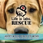 Life is labs Rescue