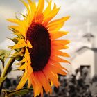 Mary Jo @ Sunflower Daze Farm