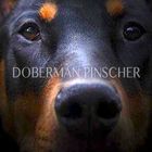 Doberman Pinscher