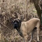 Camo Country Mastiffs (& their Big Buddies & Big Needs)