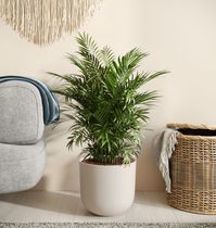 Large Parlor Palm (Neanthe Bella) Plant for Sale | easyplant