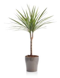 Dracaena Plant Care - Tips For Growing A Dracaena Plant Indoors