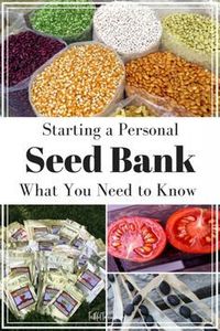 Great DIY Seed Vault-Save Seed for 10 Years | PreparednessMama - Great Permaculture