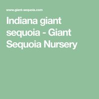 Indiana giant sequoia - Giant Sequoia Nursery