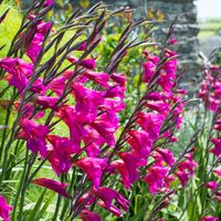 Gladioli byzantinus 6cm+