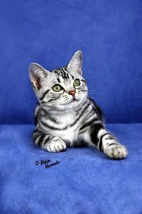 American Shorthair - Different type of cats Catsincare.com