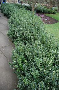 Sweet Box Sarcococca Confusa Hedging - Hopes Grove Nurseries