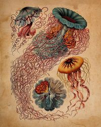 If you're looking for a jellyfish wall decor or sea life wall art then you will definitely love this Jellyfish wall decor of Ernst Haeckel. Great hanging home decor that you can place anywhere in the house like living room, bedroom, dorm, bathroom or entryway. ♥ THESE PRINTS COME TO YOU UNFRAMED This is a beautiful poster in an 8 x 10 print is ready for you to frame and enjoy. You can easily find frames to fit at Department stores, Discount stores or Craft stores. ♥ EXPRESS YOURSELF RED HORSE DE