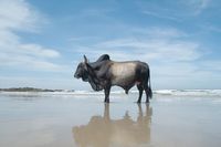 ‘I spent a long time observing these animals and, as resistant as I am to anthropomorphising, I could come to no other conclusion than: the bulls visit the beach daily because they simply enjoy being there,’ says Melbourne-based photographer Christopher Rimmer, adding that the scenes have not been digitally altered Photograph: Christopher Rimmer/Christopher Rimmer