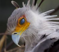 The Secretary Bird Is So Gorgeous, It Could Easily Become A Character In A Pixar Movie | Bored Panda