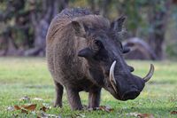 Warthog - Victoria Falls, Zimbabwe