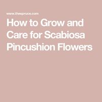 How to Grow and Care for Scabiosa Pincushion Flowers