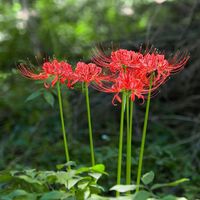 Red Spider Lily Bulbs For Sale | Lycoris - Red 'Radiata' Trio – Easy To Grow Bulbs