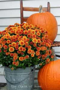 Pumpkins and mums.