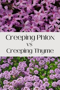 Read this analysis on Creeping phlox vs Creeping thyme to learn their differences. This will help you pick the best plant for your garden!