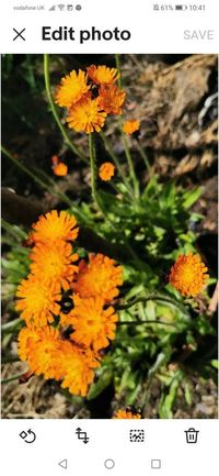 Fox N Cubs/orange Hawkweed Pilosella Aurantiaca Plants plant All Year Round Wildflower UK Seller. Best Planting Time Spring - Etsy UK