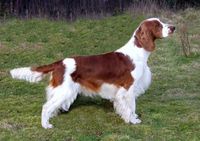 Welsh Springer Spaniel