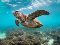 Sea Turtle