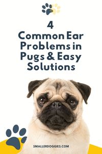 It’s essential to be proactive in ear care and ear health since pugs (like other breeds) is more prone to specific ear issues. Fortunately, it’s relatively easy to prevent ear problems with your pug and treat them if they occur. In this article, we’ll look at why pugs are prone to ear problems, four common ear problems in pugs, how to deal with them and prevent them in the future.