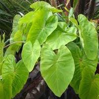 elephant vine plant - Google Search