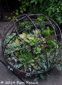 Succulent-filled wire sphere. Love just around the bend at Bella Madrona: Portland Garden Bloggers Fling | Digging