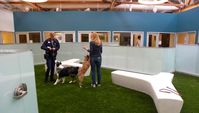 How to Start an Indoor Dog Park