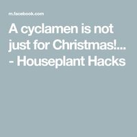 A cyclamen is not just for Christmas!... - Houseplant Hacks