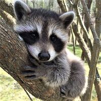 Just a Baby Raccoon.