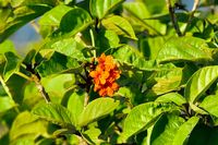 Geiger Tree - Cordia Sebestena