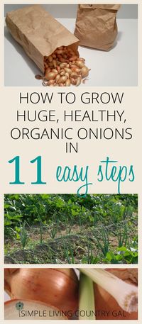 Growing onions is a great way to start your gardening journey. Simple and easy to do if you follow my tips. Grow huge organic onions every time! via @SLcountrygal