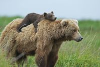 #urso #ursa #mãe #maternidade #família #natureza #fotografia #animal