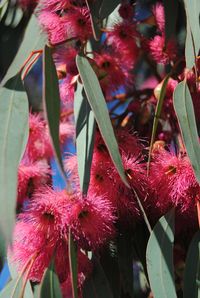 Gum tree blossoms.