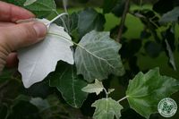 Populus alba - Silverpoppel