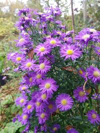 Aster starletta blue