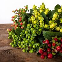 Hypericum Berries are a great option when you’re trying to fill out a floral bouquet. Get a variety of colors that are hand picked and shipped to you, with unique and brightly hued colors. This mixed berry pack will have an average of 12-14 berries per stem, and will be a stunning filler flower that adds texture and volume!