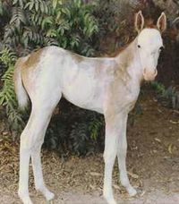 Camarillo foal. Not every camarillo white horse turns out pure white due to parentage