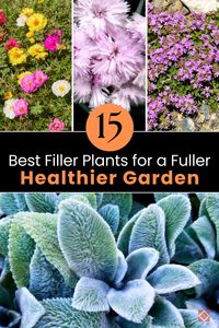 Enhance your garden's richness and health with these top 15 filler plants. Learn how to select and care for the best plants to achieve a fuller garden. Perfect for gardeners of all levels! 🌱 #Gardening