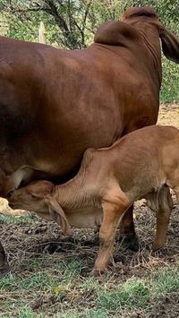 Brahman Rojo