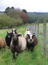 Flock of shetland sheep - Shetland sheep - Wikipedia