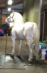 Boulonnais the Marble Horse of France