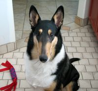 Dylan-TriColor Smooth Collie. Okay, finished playing. Where is my cookie?