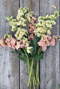 10 Easiest Annual Cut Flowers to Grow From Seed and 2 to Avoid