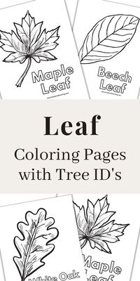 Printable pictures of different leaves to color. Perfect for a tree lesson plan when learning about different species of trees.