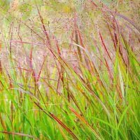 Panicum Shenandoah | Switch Grass | Deciduous Perennial Grass Outdoor Plant in 9cm Pot | Garden Ready Plant for Bedding and Borders (20-30cm Incl. Pot)