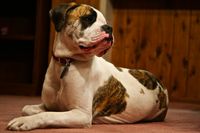 American bulldog