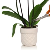 My orchid has finally gone into a period of rest, now I know what to do with it.  Tips for orchid care.