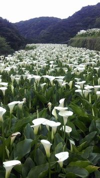 Calla Lily Valley & Garrapata Beach,Big Sur, CA #country #mountains #hills #flowerfields #callalillies #bigsur #California