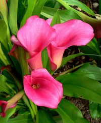 You will receive 1 Calla Lily bulbs/rhizome Calla Lily create beautiful flowers. They bloom in summer and will be a show stopper in any garden. They are easy to grow! Planting: Plant in spring after danger of frost is gone Plant in loose well drained soil Full sun to partial shade Plant 4 inches deep