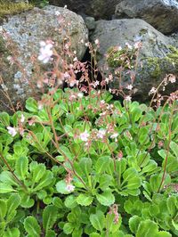 Postulínsblóm - Saxifraga x urbium London Pride