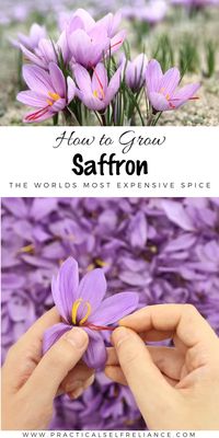 How to Grow Saffron (Even in Cold Climates!)